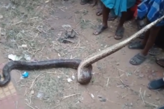 8 feet long python rescued