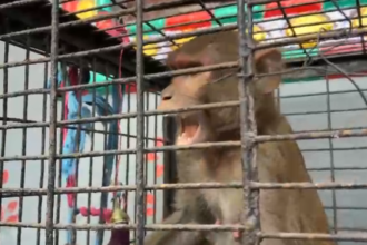 The villagers caged the 1 mad monkey
