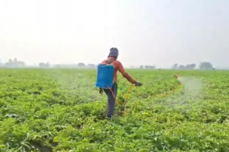 আলু জমিতে নাবি ধোসা