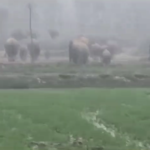 elephant attack