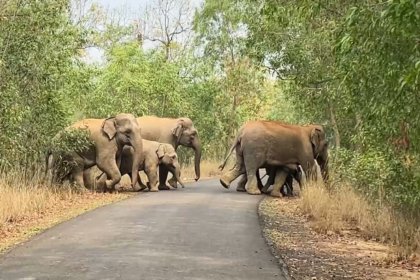elephant