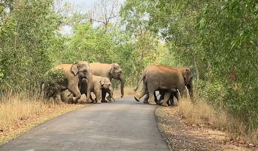 1 teacher killed in elephant attack