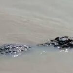 ডাঙায় উঠে পড়ছে কুমির।