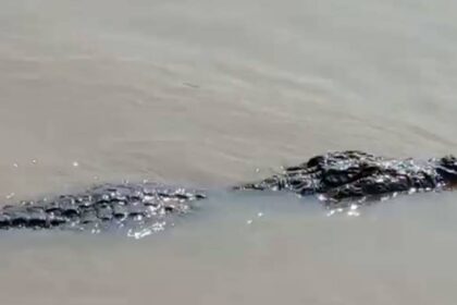 ডাঙায় উঠে পড়ছে কুমির।