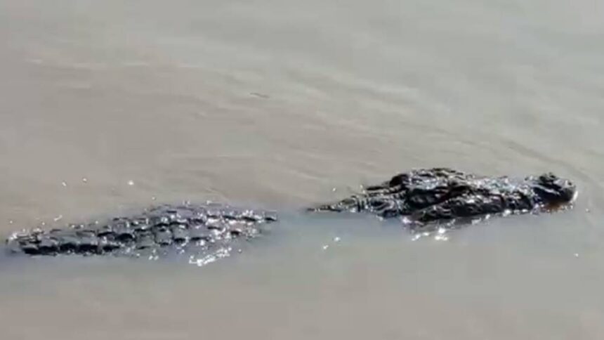 ডাঙায় উঠে পড়ছে কুমির।