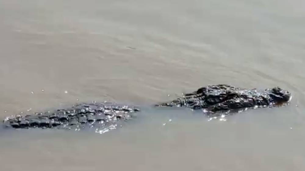 Crocodile menace Ganges River, danger