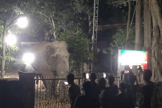 হাতি ফরেস্ট অফিসে