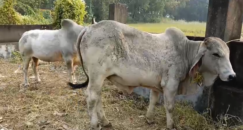 smuggling bulls