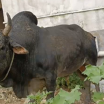 smuggle bulls