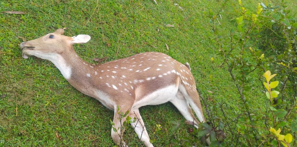 1 Dead Chital Dear Recovered