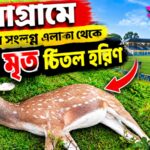 নয়াগ্রামে স্টেডিয়াম সংলগ্ন এলাকা থেকে উদ্ধার মৃত চিতল হরিণ