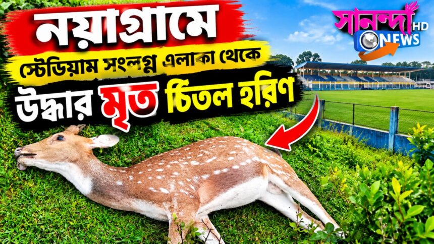 নয়াগ্রামে স্টেডিয়াম সংলগ্ন এলাকা থেকে উদ্ধার মৃত চিতল হরিণ